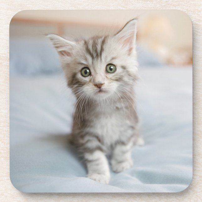 Posavasos Gatito del Coon de Maine (Frente)