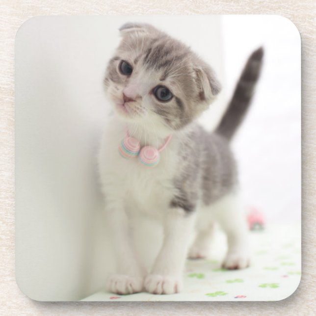 Posavasos Gatito del doblez del escocés (Frente)