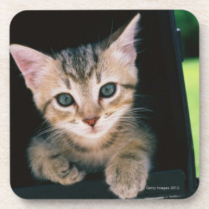 Posavasos Gatito dentro del buzón