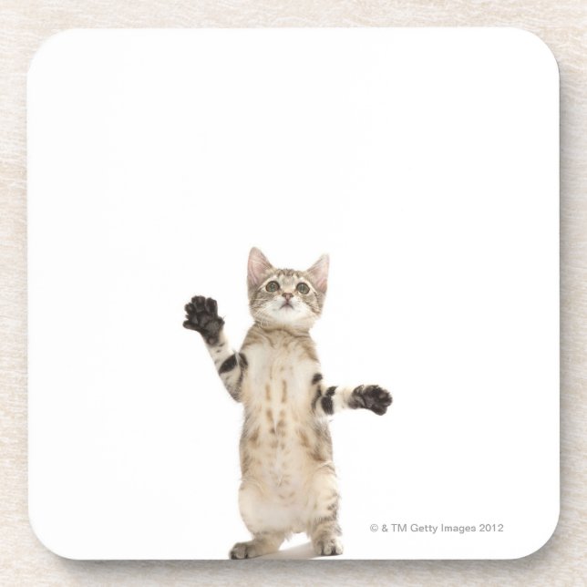 Posavasos Gatito en el fondo blanco (Frente)