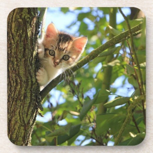 Posavasos Gatito En Un Juego De Pascua De Árbol