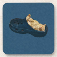 Gatito Fluffy Dormido En Zapatos De Croc, Astillas