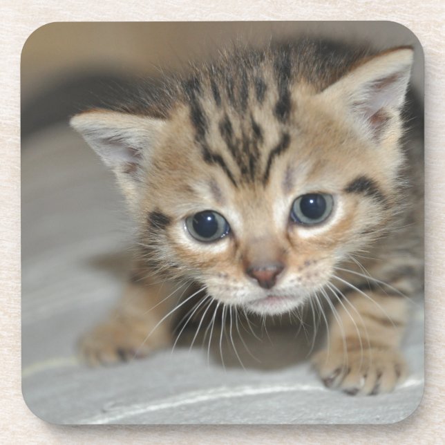 Posavasos Gatito joven (Frente)
