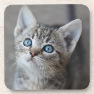 Posavasos Gatito lindo en el jardín