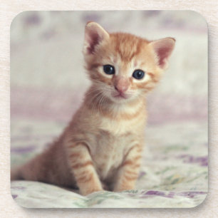 Posavasos Gatito minúsculo del jengibre