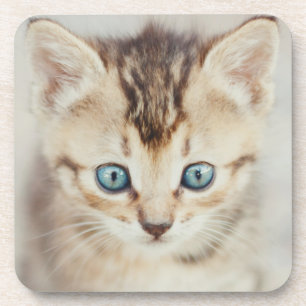Posavasos Gatito observado azul