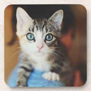 Posavasos Gatito observado azul brillante