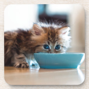 Posavasos Gatito persa joven