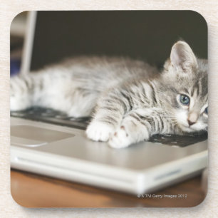 Posavasos Gatito que descansa sobre el ordenador portátil