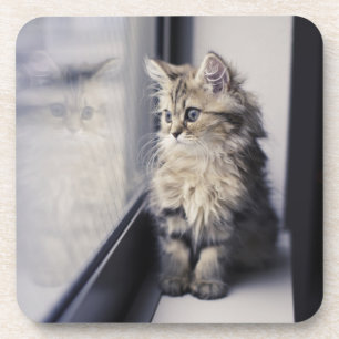 Posavasos Gatito que mira hacia fuera la ventana