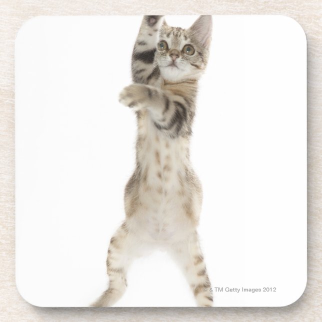 Posavasos Gatito que se coloca en las patas traseras (Frente)
