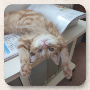 Posavasos Gatito que se relaja