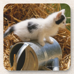Posavasos Gatito que se sienta encima de la regadera