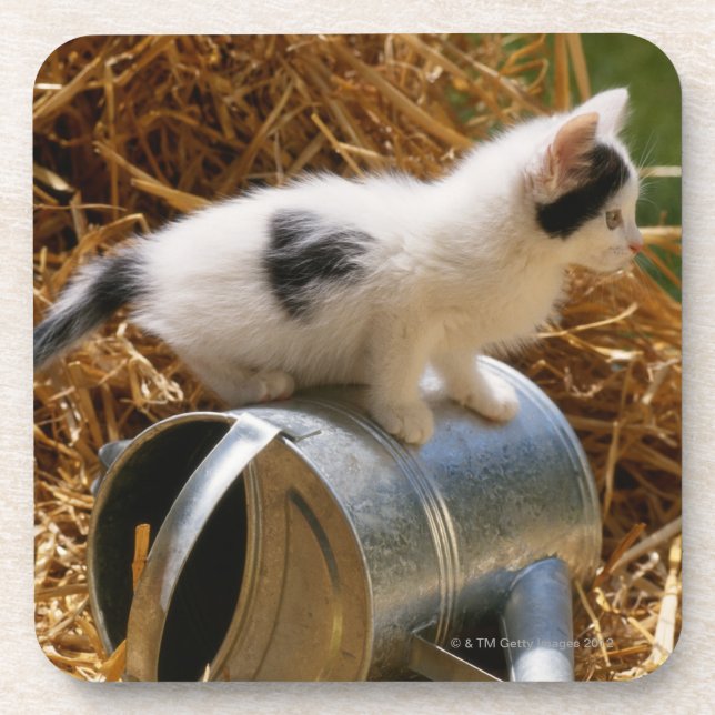 Posavasos Gatito que se sienta encima de la regadera (Frente)