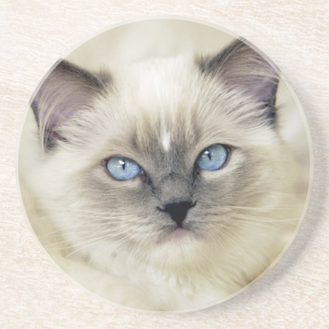 Posavasos Gatito Ragdoll (Frente)