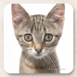 Posavasos Gatito rayado