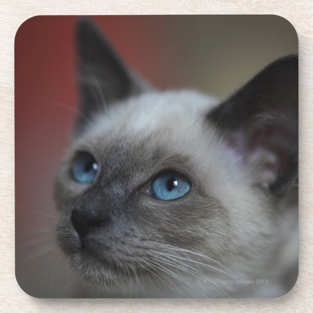 Posavasos Gatito siamés (Frente)