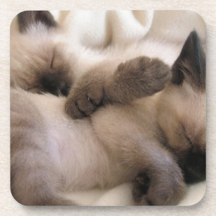Posavasos Gatito siamés lindo del gato del mascota de los