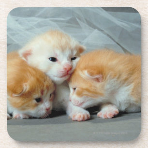 Posavasos Gatitos anaranjados de la piel