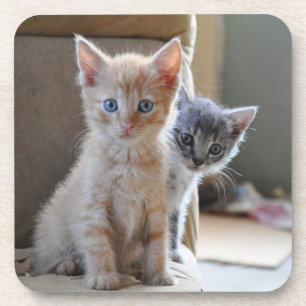 Posavasos Gatitos curiosos