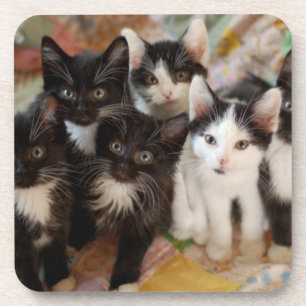 Posavasos Gatitos del smoking