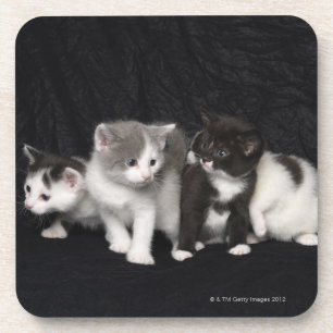 Posavasos Gatitos en un tiro del estudio