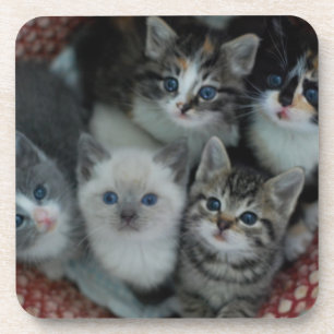 Posavasos Gatitos en una cesta