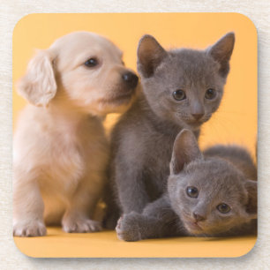 Posavasos Gatitos y perritos azules rusos del Dachshund