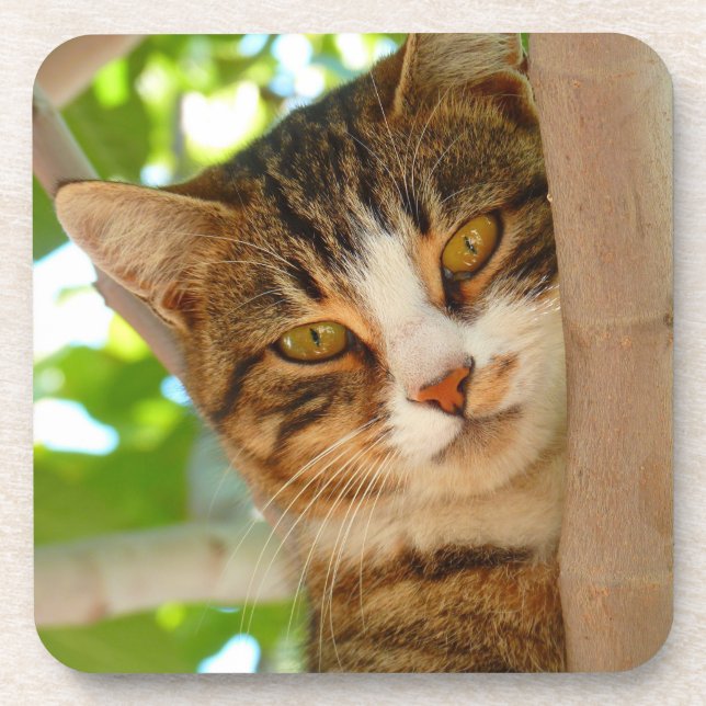 Posavasos Gato Adorable Subiendo un Árbol (Frente)