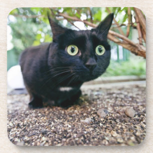 Posavasos gato alertado que oculta debajo de arbusto