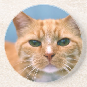 Posavasos Gato anaranjado del gatito del gatito del Tabby