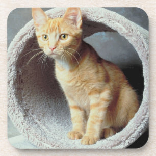 Posavasos Gato anaranjado en juguete
