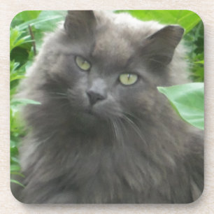 Posavasos Gato azul ruso gris y largo