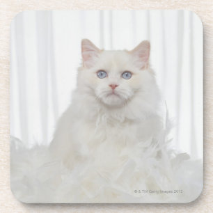 Posavasos Gato blanco con las plumas