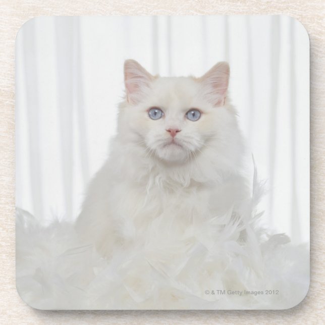 Posavasos Gato blanco con las plumas (Frente)