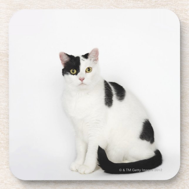 Posavasos Gato blanco con los puntos negros (Frente)