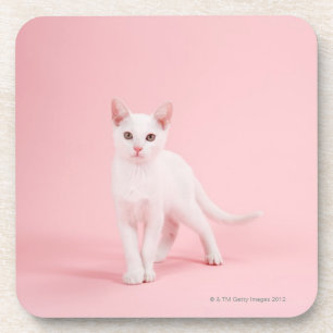 Posavasos Gato blanco joven