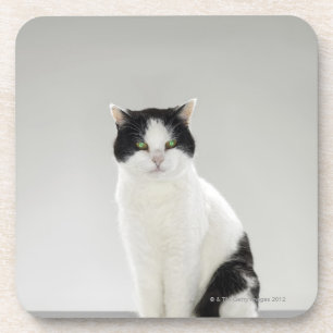Posavasos Gato blanco y negro con los ojos verdes que