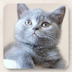 Posavasos Gato británico gris de Shorthair