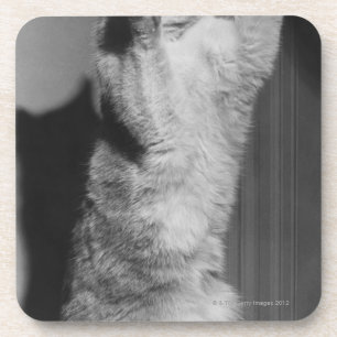 Posavasos Gato con las patas aumentadas (B&W)