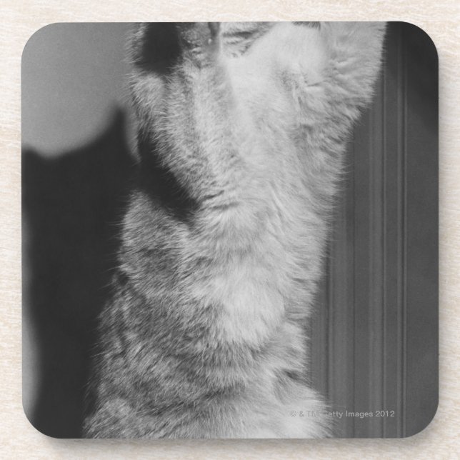 Posavasos Gato con las patas aumentadas (B&W) (Frente)