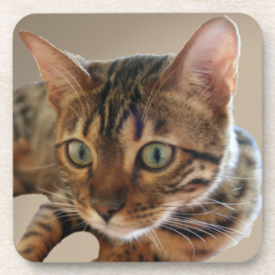 Posavasos Gato de Bengala