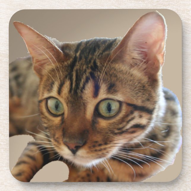 Posavasos Gato de Bengala (Frente)