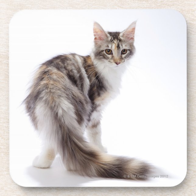 Posavasos Gato de Coon de Maine (Frente)