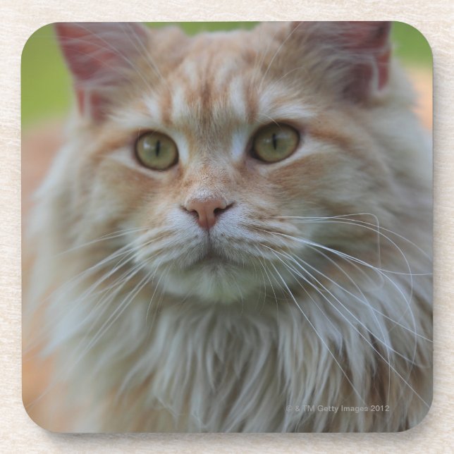 Posavasos Gato de coon principal (Frente)