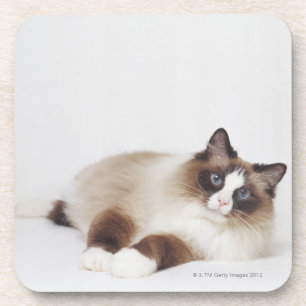Posavasos Gato de descanso