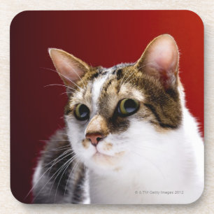 Posavasos Gato de la Isla de Man