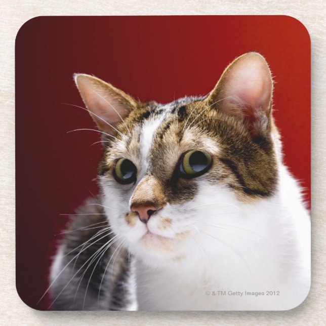 Posavasos Gato de la Isla de Man (Frente)