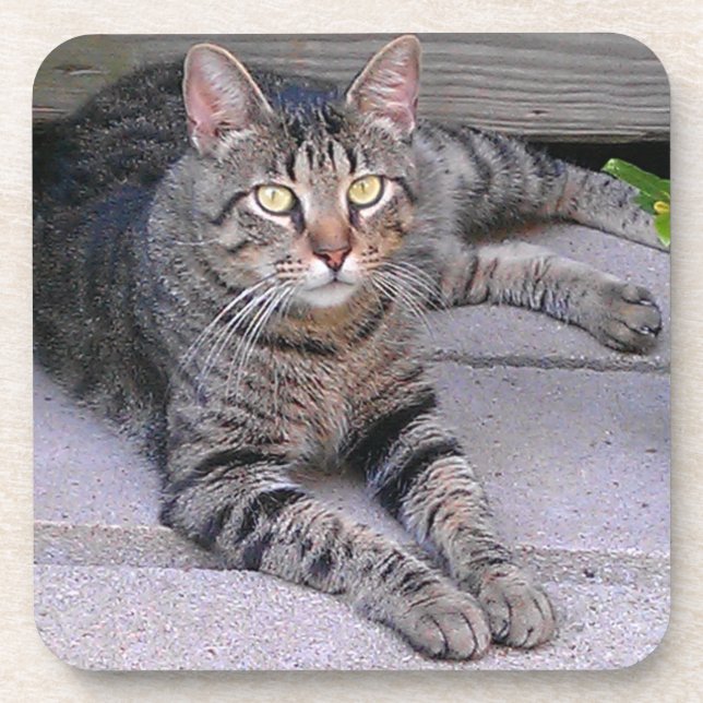 Posavasos Gato de mesa marrón afuera (Frente)