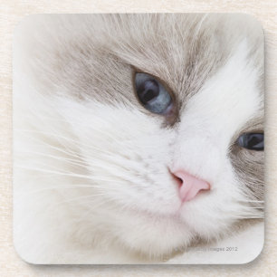 Posavasos Gato de Ragdoll